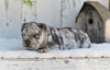 AKC French Bulldog For Sale Baltic OH Princess