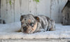 AKC French Bulldog For Sale Baltic OH Princess