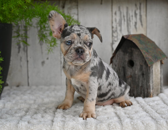 AKC French Bulldog For Sale Baltic OH Princess