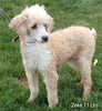 Mini F1B Labradoodle For Sale Millersburg OH Male-Brody