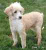 Mini F1B Labradoodle For Sale Millersburg OH Male-Bruno
