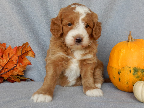 Mini F1B Goldendoodle For Sale Millersburg OH Female-Buttons