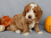 Mini F1B Goldendoodle For Sale Millersburg OH Female-Buttons