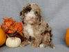 Mini F1B Labradoodle For Sale Millersburg OH Male-Bentley