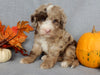 Mini F1B Labradoodle For Sale Millersburg OH Male-Bentley