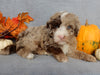 Mini F1B Labradoodle For Sale Millersburg OH Male-Bentley