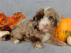 Mini F1B Labradoodle For Sale Millersburg OH Male-Bentley