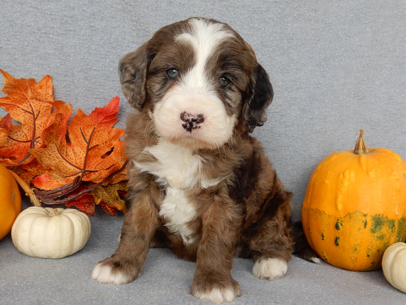 Mini F1B Labradoodle For Sale Millersburg OH Male-Brody