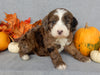 Mini F1B Labradoodle For Sale Millersburg OH Male-Brody