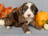 Mini F1B Labradoodle For Sale Millersburg OH Male-Brody