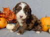 Mini F1B Labradoodle For Sale Millersburg OH Male-Brody