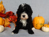 Mini F1B Labradoodle For Sale Millersburg OH Male-Baxter