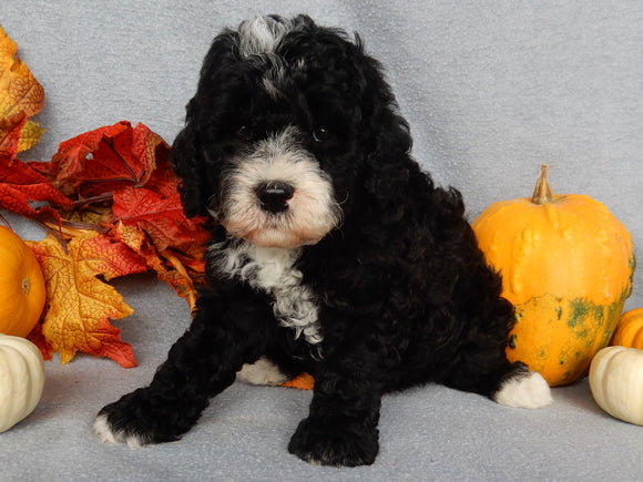Mini F1B Labradoodle For Sale Millersburg OH Male-Baxter