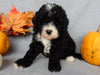 Mini F1B Labradoodle For Sale Millersburg OH Male-Baxter