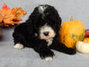 Mini F1B Labradoodle For Sale Millersburg OH Male-Baxter