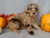 Mini F1B Labradoodle For Sale Millersburg OH Female-Bonnie