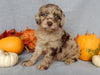 Mini F1B Labradoodle For Sale Millersburg OH Female-Bonnie