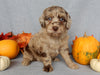 Mini F1B Labradoodle For Sale Millersburg OH Female-Bonnie