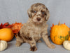 Mini F1B Labradoodle For Sale Millersburg OH Female-Bonnie