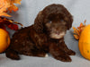 Mini F1B Labradoodle For Sale Millersburg OH Female-Beverly