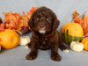 Mini F1B Labradoodle For Sale Millersburg OH Female-Bailey