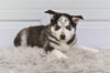 German Shepherd-Siberian Husky For Sale Holmesville OH Rusty