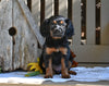 Cavapoo Puppy For Sale Millersburg OH-Rachel