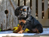 Cavapoo Puppy For Sale Millersburg OH-Rachel
