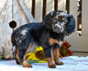 Cavapoo Puppy For Sale Millersburg OH-Rachel
