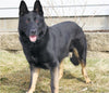 AKC Registered German Shepherd For Sale Millersburg OH Male-Bruiser