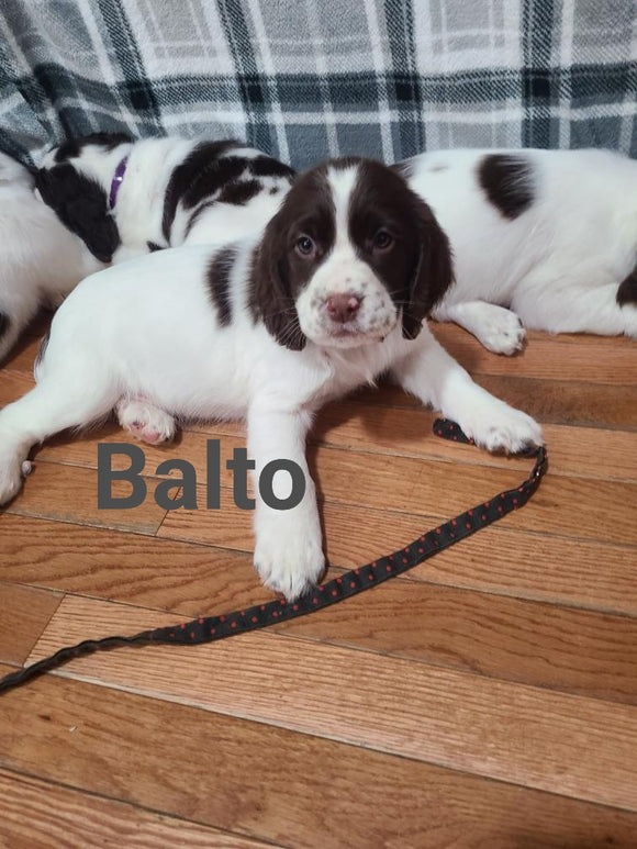 English Springer Spaniel For Sale North Lawrence OH Male-Balto
