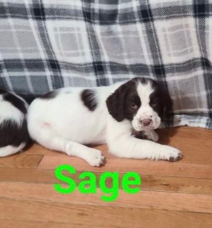 English Springer Spaniel For Sale North Lawrence OH Female-Sage