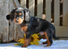 Cavapoo For Sale Millersburg OH-Rex