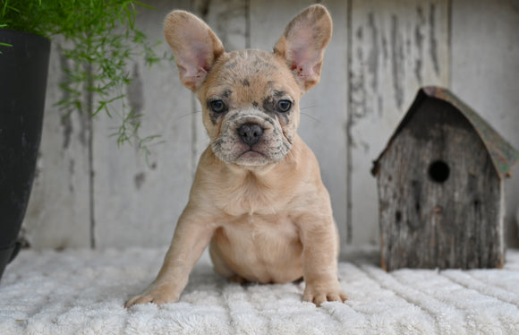 AKC French Bulldog For Sale Baltic OH Rocky