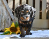 Cavapoo Puppy For Sale Millersburg OH-Ronnie