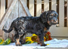 Cavapoo Puppy For Sale Millersburg OH-Ronnie
