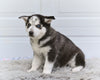 German Shepherd-Siberian Husky For Sale Holmesville OH Rusty