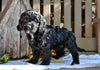 Cavapoo Puppy For Sale Millersburg OH-Ruthie