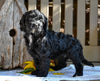 Cavapoo Puppy For Sale Millersburg OH-Ruthie