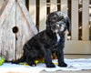 Cavapoo Puppy For Sale Millersburg OH-Ruthie