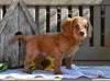 Cavapoo For Sale Millersburg OH Ryan