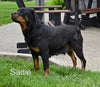 AKC Rottweiler For Sale Fredericksburg OH Heidi