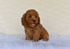 F1B Cockapoo For Sale Fresno OH-Sandra