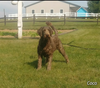 Medium F1B Labradoodle For Sale Millersburg OH Female-Boots