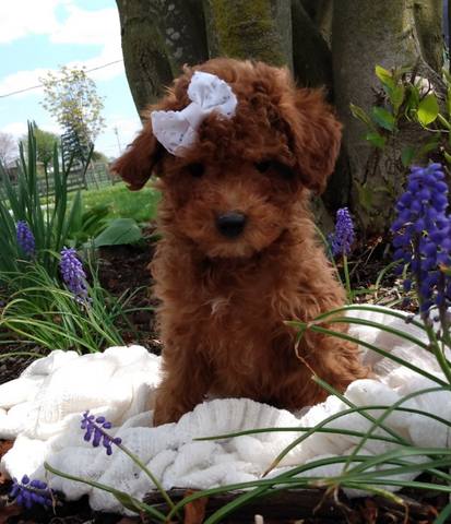 ICA Registered Mini Poodle For Sale Dundee OH Male-Lenny
