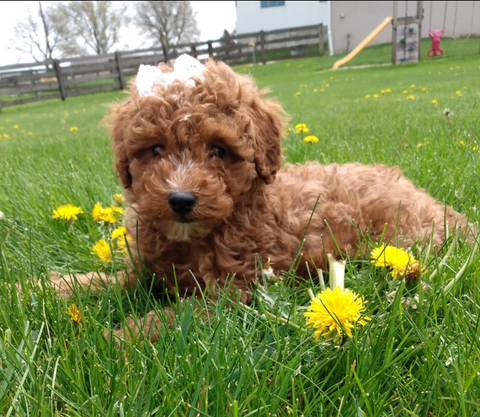 ICA Registered Mini Poodle For Sale Dundee OH Male-Leo