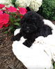 AKC Registered Toy Poodle For Sale Dundee OH Male-Ace