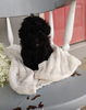 AKC Registered Toy Poodle For Sale Dundee OH Male-Ace