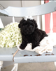AKC Registered Toy Poodle For Sale Dundee OH Male-Archer