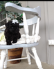 AKC Registered Toy Poodle For Sale Dundee OH Male-Archer
